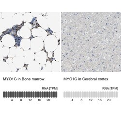 MYO1G Antibody, Novus Biologicals 0.1mL; Unlabeled:Antibodies, Polyclonal